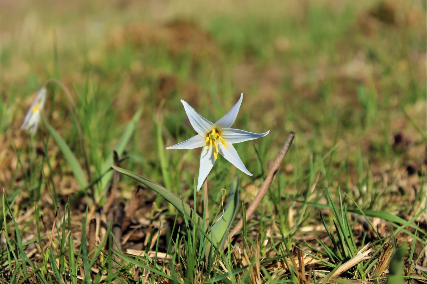 planting wildflower seeds Perennial Wildflower Seed Mix  SurvivalGardenSeeds