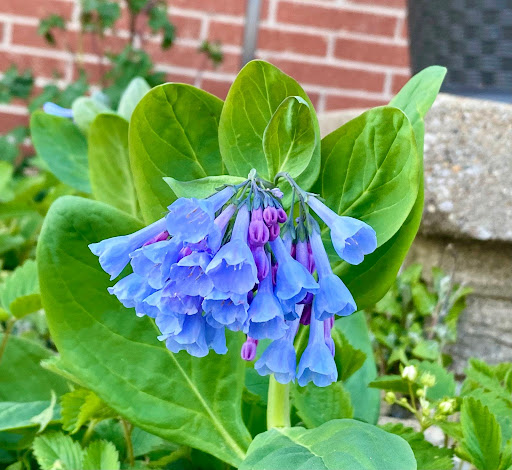 native garden spring blooming plant, virginia bluebells