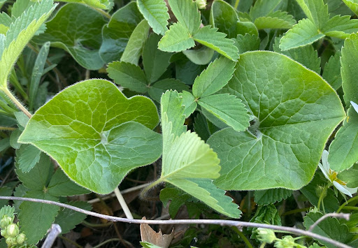 native garden plant, wild ginger