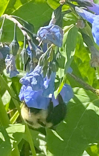 native garden bumblebee