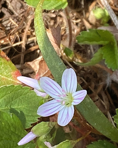 native garden spring blooming plant, spring beauty