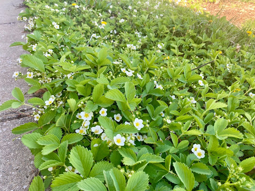 native garden spring blooming plant, wild strawberry