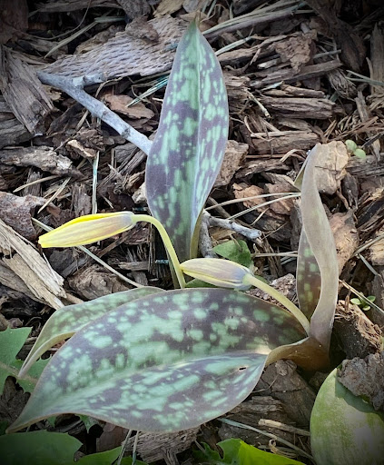native garden plant, trout lily