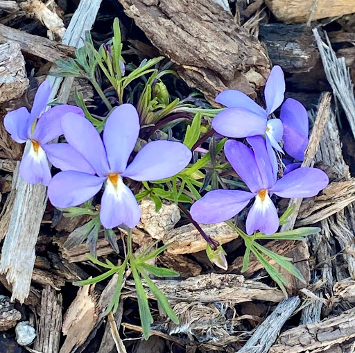 birdsfoot violet