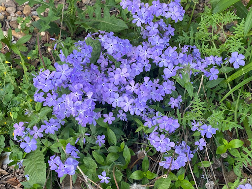 wild blue phlox flowers