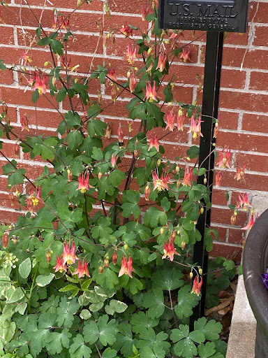 wild columbine blooming against a brick wall