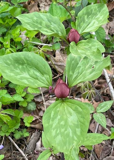 prairie trillium flower with a maroon flower and speckled leaves