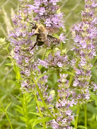 native plant anise hyssop