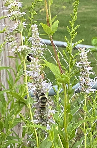 native plant anise hyssop