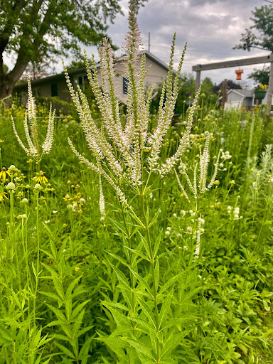 native plant culver's root