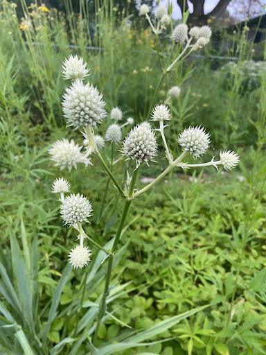 native plant rattlesnake master