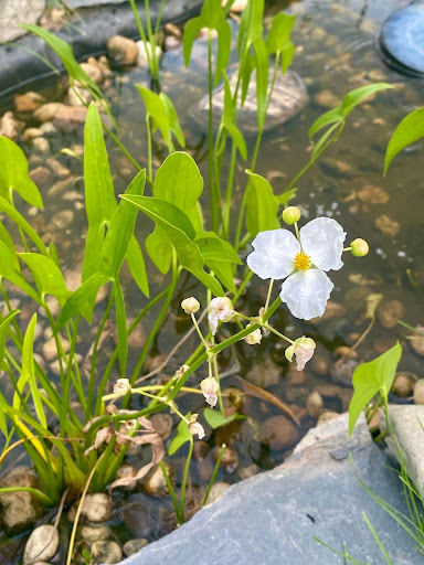 native plant arrowhead