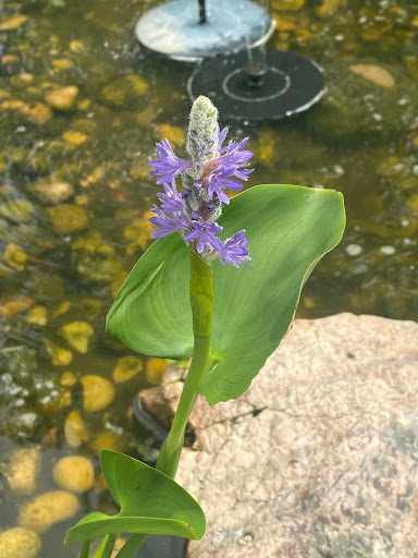 native plant pickerelweed