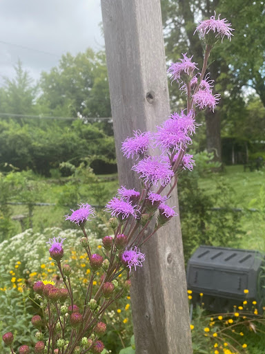 native plant liatris