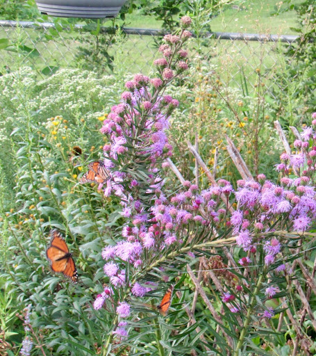 native plant liatris