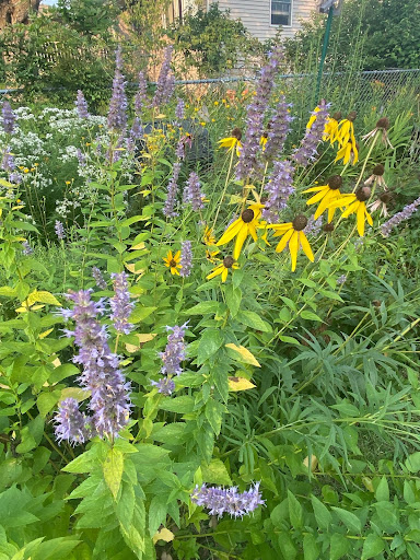 native plants yellow coneflower, mountain mint, sunflower, coneflower